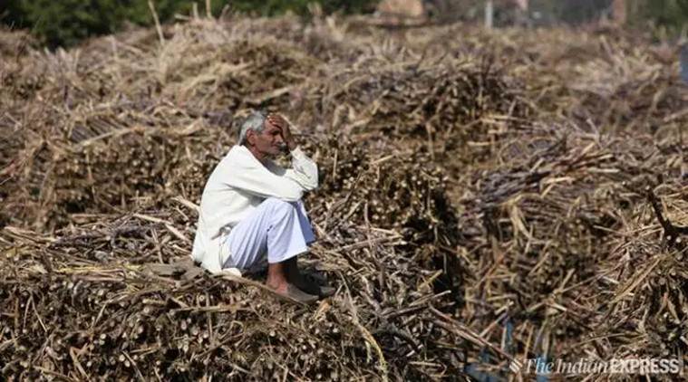sugarcane, sugarcane farmers, up farmers, sugarcane production, farmer dues, farmer loans, rural distress, UP sugar cane farmers, UP sugar mills payments, Yogi adityanath, coronavirus uttar pradesh farmers