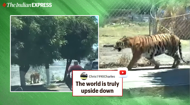 uses of tiger