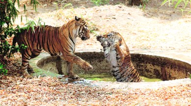 Endangered tiger cubs enjoy water fight during lockdown