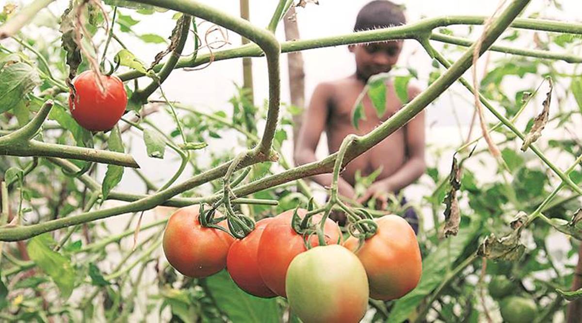 Iihr Report Finds A Plethora Of Viruses Behind Tomato Crop Loss In State Cities News The Indian Express