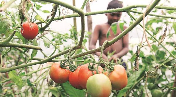 IIHR report finds a plethora of viruses behind tomato crop loss in state |  Cities News,The Indian Express