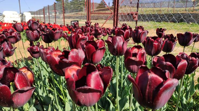 tulip garden of Pithoragarh, uttarakhand tulip garden, lockdown uttarakhand tourist season, india lockdown, latest news, indian express