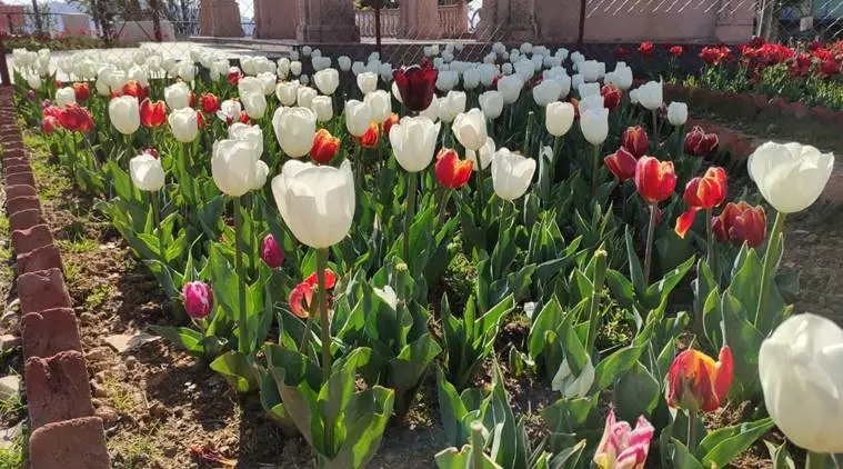 tulip garden of Pithoragarh, uttarakhand tulip garden, lockdown uttarakhand tourist season, india lockdown, latest news, indian express