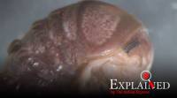 Troglomyces twitteri, MycoKeys, MycoKeys journal, North American millipede, Cambala annulata, Express Explained, Indian Express