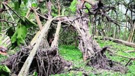 Amphan cyclone, poor urban planning, Kolkata Municipal Corporation, kolkata news, indian express news