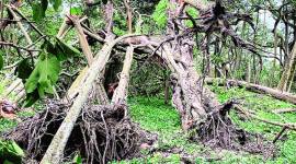 Amphan cyclone, poor urban planning, Kolkata Municipal Corporation, kolkata news, indian express news