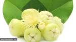 From boosting immunity to improving heart health: Know the benefits of white jamun