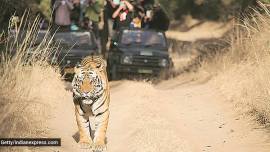 Maharashtra tiger killing, man killed by tiger chandrapur district, tiger attack, man killed by tiger attack, indian express