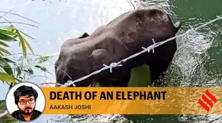 kerala elephant death, pregnant elephant killed in kerala, pregnant elephant firecrackers, kerala elephant death probe, Kerala elephant death arrests