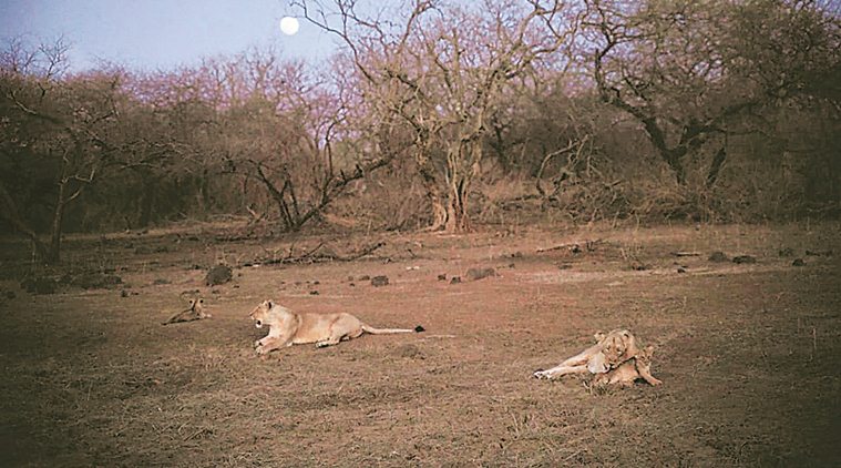 Gir forest, Asiatic lions, wildlife trackers, lion society meet, Gujarat news, Indian express news