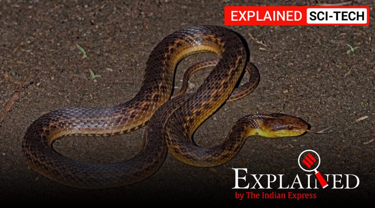 Explained: The Assam snake that was lost and subsequently found 129 years later