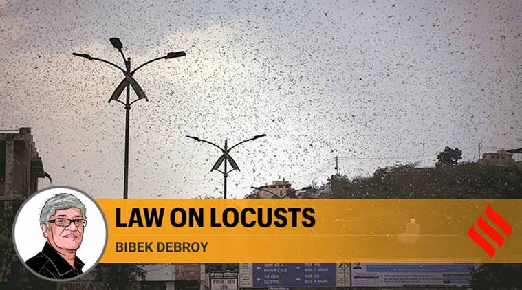 locust attack india, india locust attack, pakistan locust attack, locust attack in delhi, locust attack mumbai, Bibek Debroy on locust attack, indian express