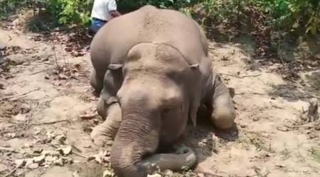 Chhattisgrah elephant death, Pregnant elephant dead, Chhattisgrah news, Indian express