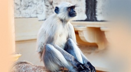 langur, coronavirus, covid 19, quarantine, indian express lifestyle