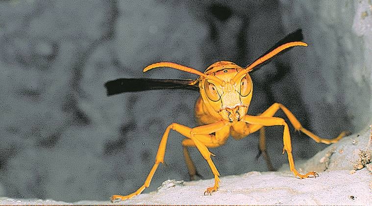 Locusts, Locusts attack india, coronavirus Locusts, Wasps, COVID-19, eye indian express