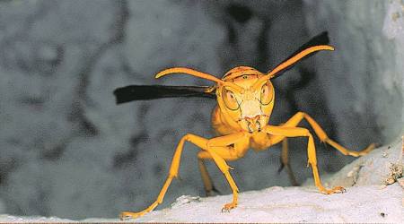 Locusts, Locusts attack india, coronavirus Locusts, Wasps, COVID-19, eye indian express