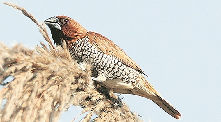 munia, munia birds, eye 2020, sunday eye, indian express news