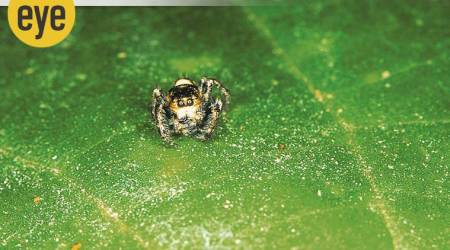 Ranjit Lal, spider, tarantula, black widow, zebra spider, crab spider, lynx spider, orb weavers, Argiope spiders, wolf spider