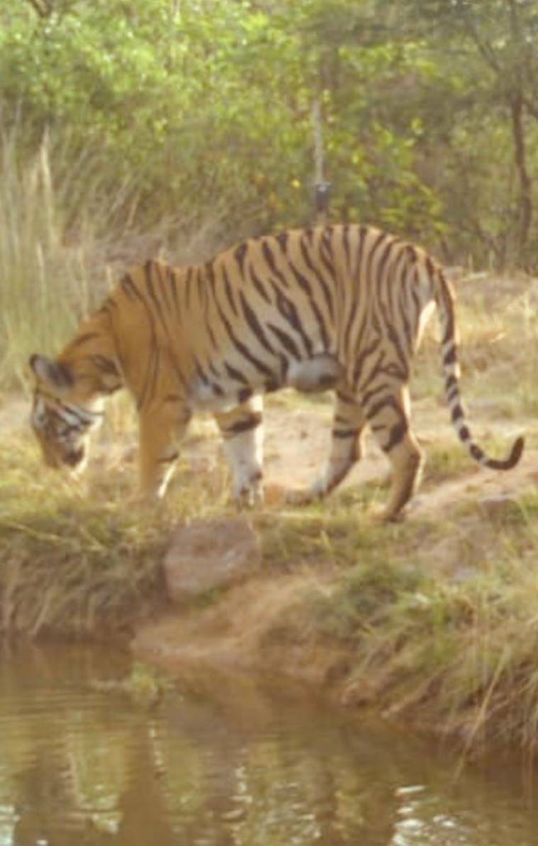 Tiger cub DNA test, T2 tigress Maharashtra, tigers in maharashtra, chandrapur tigers, indian express