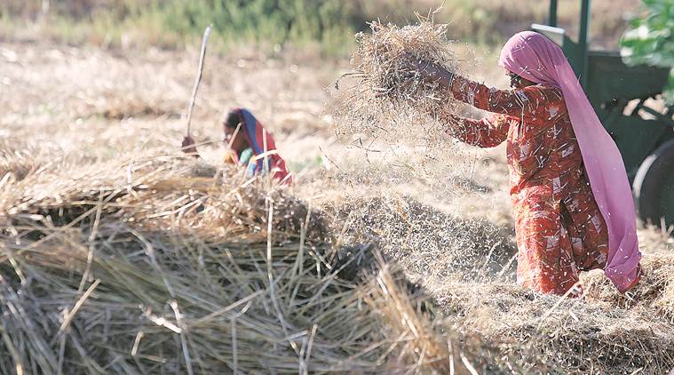 wheat, wheat crops, wheat procurement, wheat cultivation, indian express