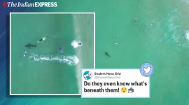 Shark videos, Shark sightings, South Africa, Shark encounters, South Africa shark sightings, South Africa Sea rescue, Trending news, Indian Express news