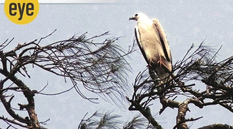 sea eagle, eye 2020, sunday eye, indian express news
