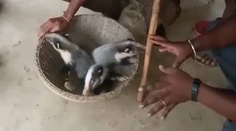 Hog Badger, IUCN list, Hog Badger spotted in Tripura, rare animals Tripura, Tripura wildlife, indian express