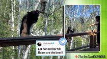 Watch: Man ‘scolds’ bear after it tries to steal food from bird feeder
