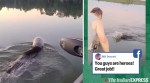 family saves bear viral video Wisconsin US, bear stuck plastic container viral video, Facebook, trending, indian express, indian express news
