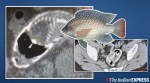 Fish in rectum, China, blue tilapia, blue tilapia in rectum, trending news, Indian Express news