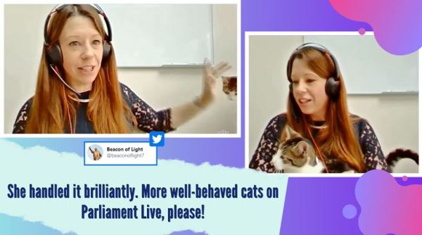 cat interrupts zoom call, house of lords, cat in lords committee meeting, pets in zoom call, covid 19 virtual calls, work from home zoom call, funny news, viral videos, indian express