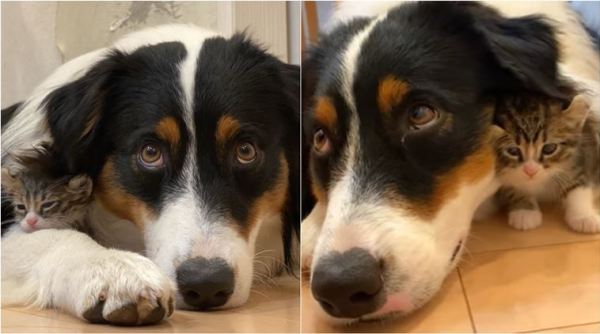 Cat and dog, Cat and dog videos, Cat and dog cuddling, Cat and dog playing, Viral videos, Trending news, Indian Express news