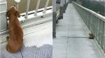 dog wait by bridge, dog wait owner jump off bride, faithful dog story, dog wait owner jump river, viral news, indian express