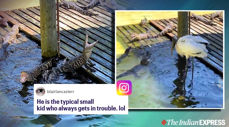 Video of baby alligators vs giant stork is a battle the internet is ...