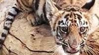Tiger cub DNA test, T2 tigress Maharashtra, tigers in maharashtra, chandrapur tigers, indian express