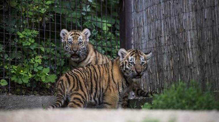 tiger cub, tiger cub reunion with mother in maharashtra, tiger cub withdrawn from cage, tiger cub stress signs, indian expres news