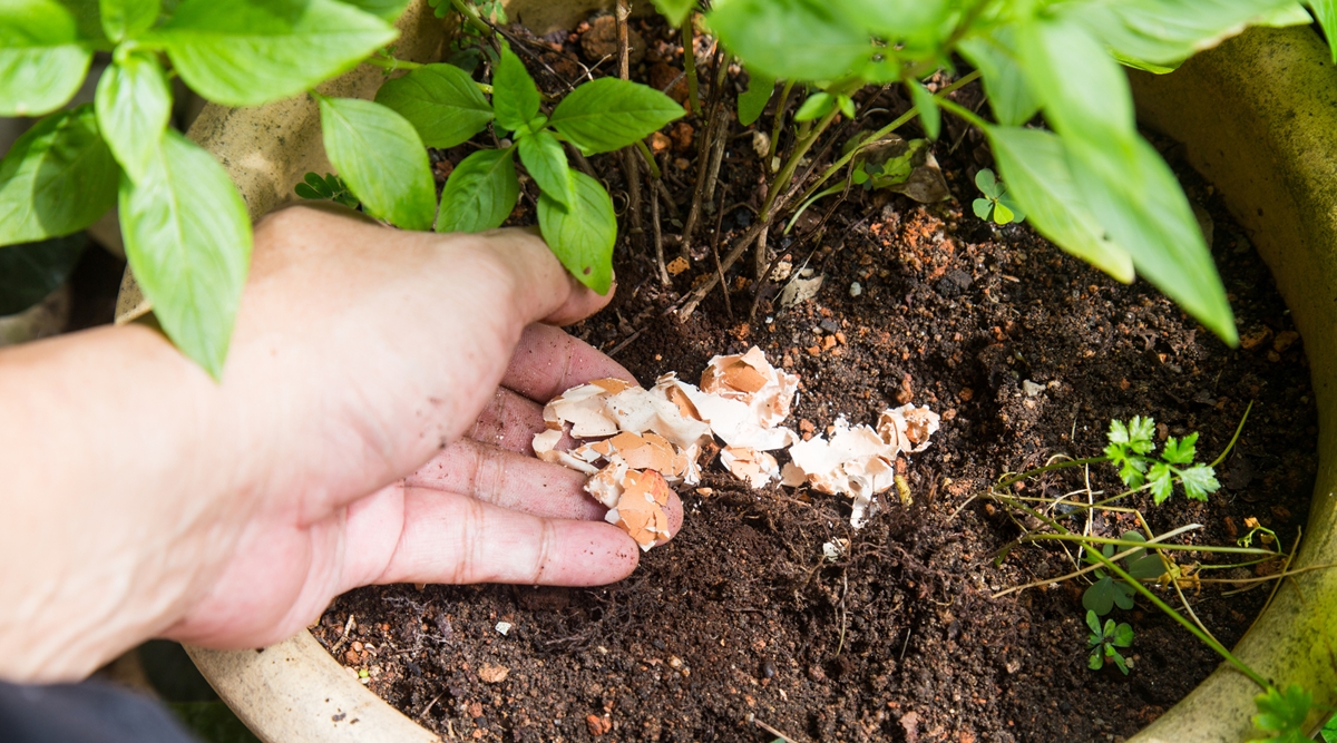 Gardening Tip Use Eggshells To Care For Your Plants Lifestyle News The Indian Express