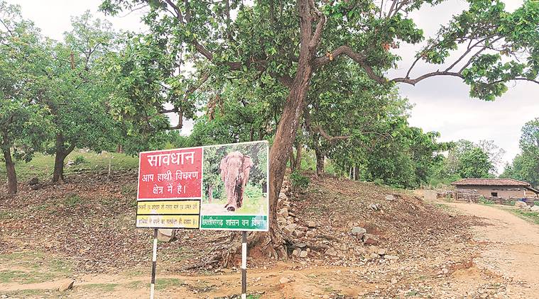 elephant death, Pregnant elephant Chhattisgrah, Gopalpur