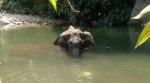 May have accidentally consumed cracker-filled fruit: Environment Ministry on Elephant death