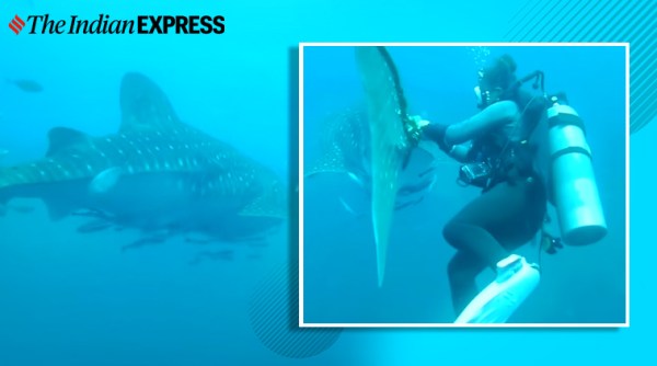 diver saves shark rope Thailand viral video, whale shark viral video, diver whale shark youtube, trending, indian express, indian express news