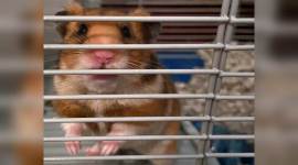 Virus Outbreak Diary Hamster at Home no alt set