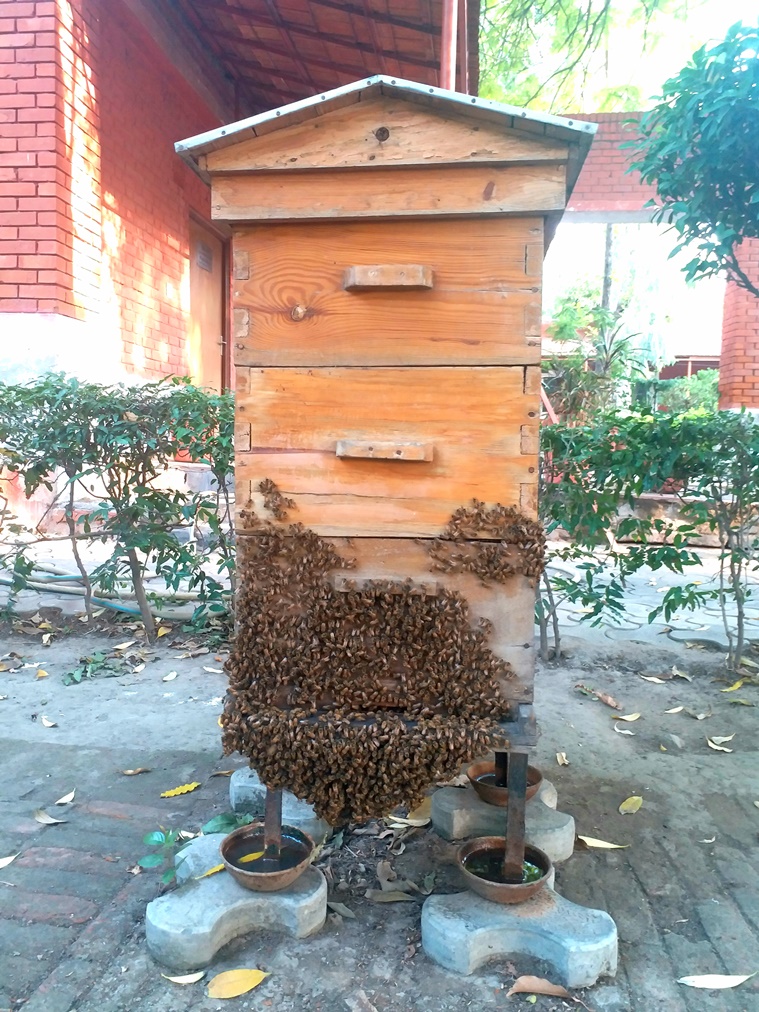 honey bees, honey production, environment sustainability, sustainable living, indianexpress.com, indianexpress, pollution,
