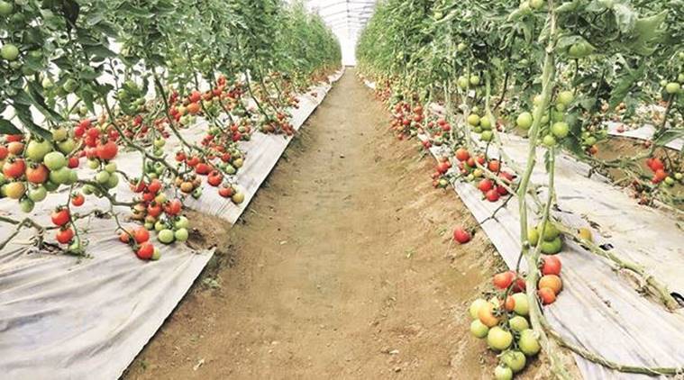 horticulture insurance scheme, Dadasaheb Bhuse, Maharashtra farmers, Maharashtra news, Indian express news
