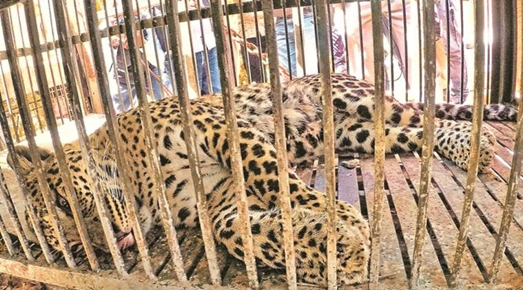 leopard, leopard rescue, leopard from outskirts of rajkot, second leopard rescued in four months in gujarat, indian express news