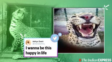 Look at that smile': Photo of leopard rescued in Madhya Pradesh triggers meme fest | Trending News,The Indian Express Look at that smile': Photo of leopard rescued in Madhya Pradesh triggers meme fest | Trending News,The Indian Express