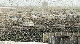 Locust attack, locust swarm, Delhi news, Gurgaon news, Indian express news