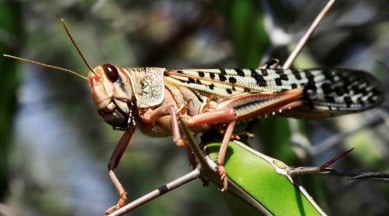 locust, locust attack. locust in haryana, haryana locust high alert, locust in india, locust killing, indian express news