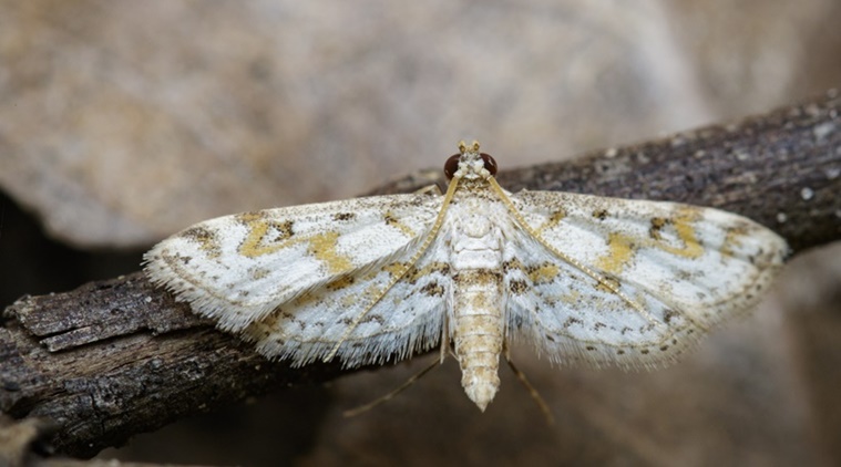 Olepa moth, Olepa moth species, Olepa moth news species, Olepa moth new sub species, indian express news