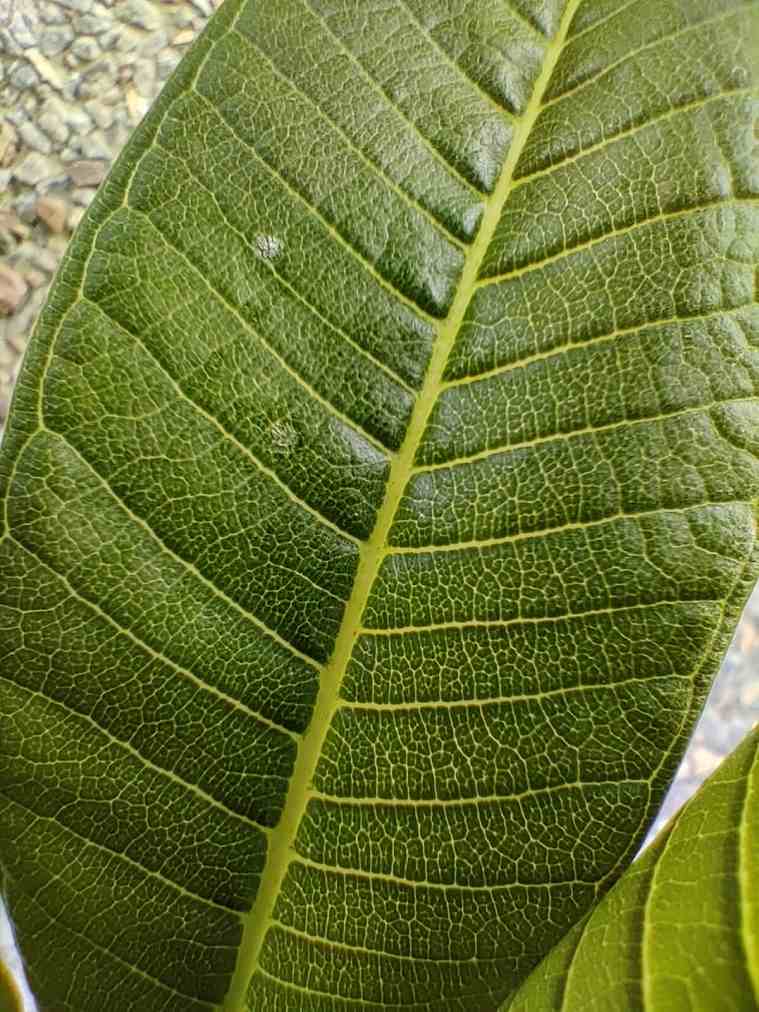 OnePlus 8 camera samples