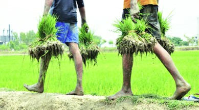 More farmers seek to shun paddy, Haryana eyes 12% water savings